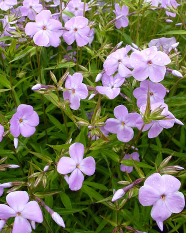 Phlox paniculé Forever Pink - Phlox paniculata forever pink - Plantes