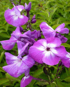 3 Phlox paniculé Laura - Phlox paniculata laura - Plantes