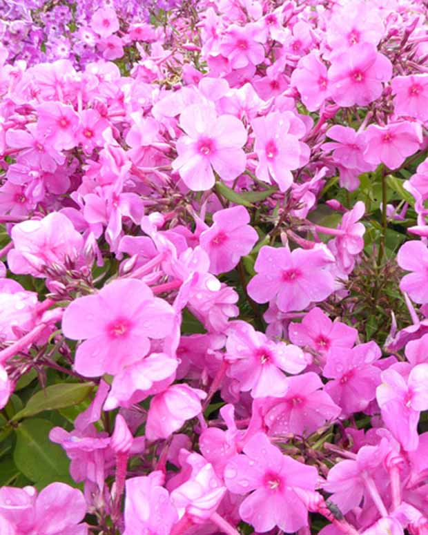 Phlox paniculé Pink Eye Flame - Phlox bartwelve pink flame - Plantes