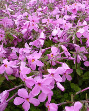 3 Phlox rampant Home Fires - Phlox stolonifera home fires - Plantes