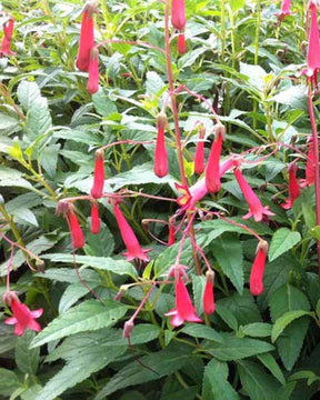 Fuschia du Cap African Queen - Phygelius rectus african queen - Plantes