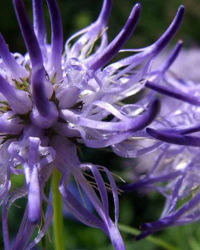 Phyteuma scheuchzeri Raiponce de Scheuchzer - Phyteuma scheuchzeri - Plantes