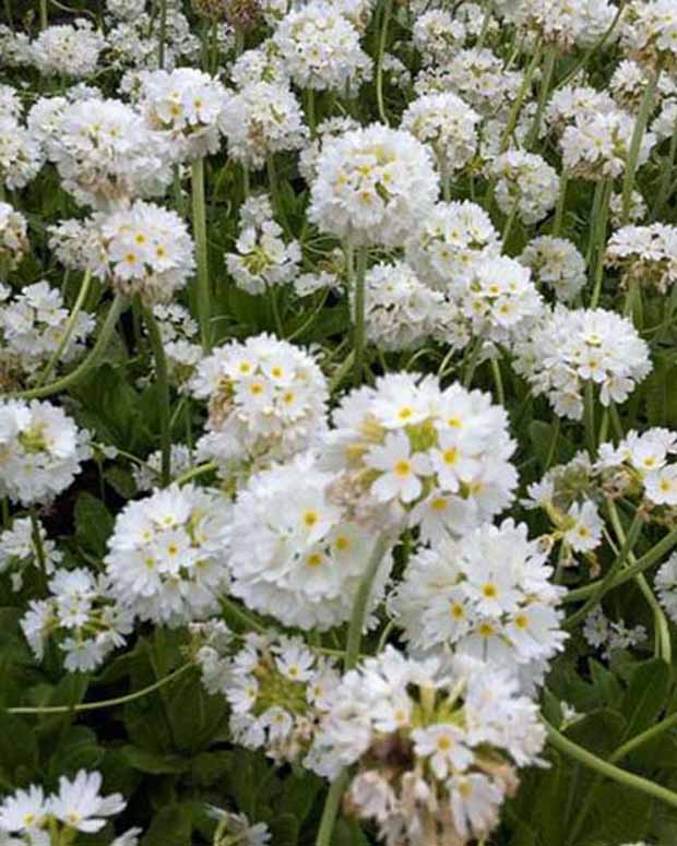 3 Primevères dentelée Alba - Primula denticulata alba - Plantes