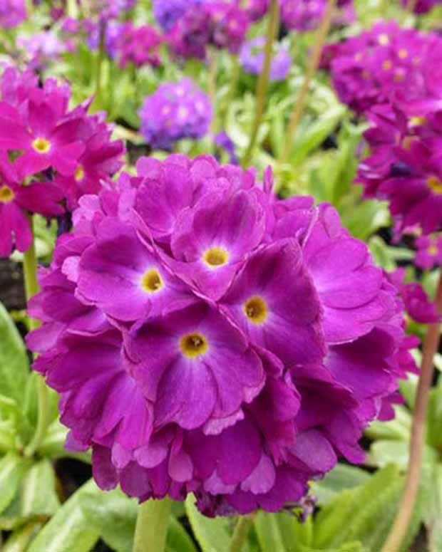 Primevère dentelée Rubin - Primula denticulata rubin - Plantes