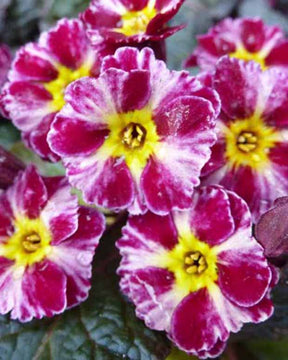 Primevère Dark Rosaleen - Primula dark rosaleen - Plantes