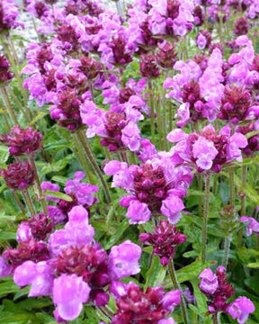 Prunelle à grande fleur Altenberg Rosa - Prunella grandiflora altenberg rosa - Plantes