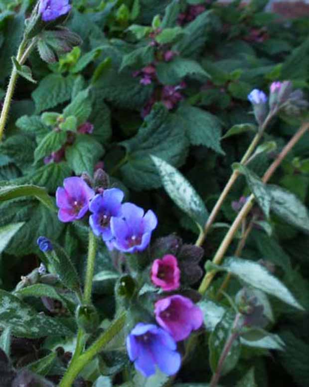 Pulmonaire Samurai - Pulmonaria samurai - Plantes