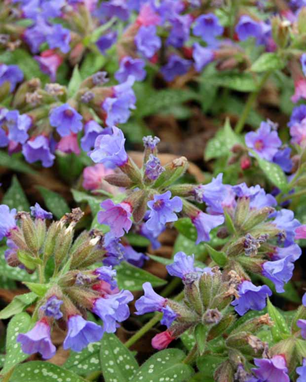 Pulmonaire Trevi Fountain - Pulmonaria trevi fountain - Plantes