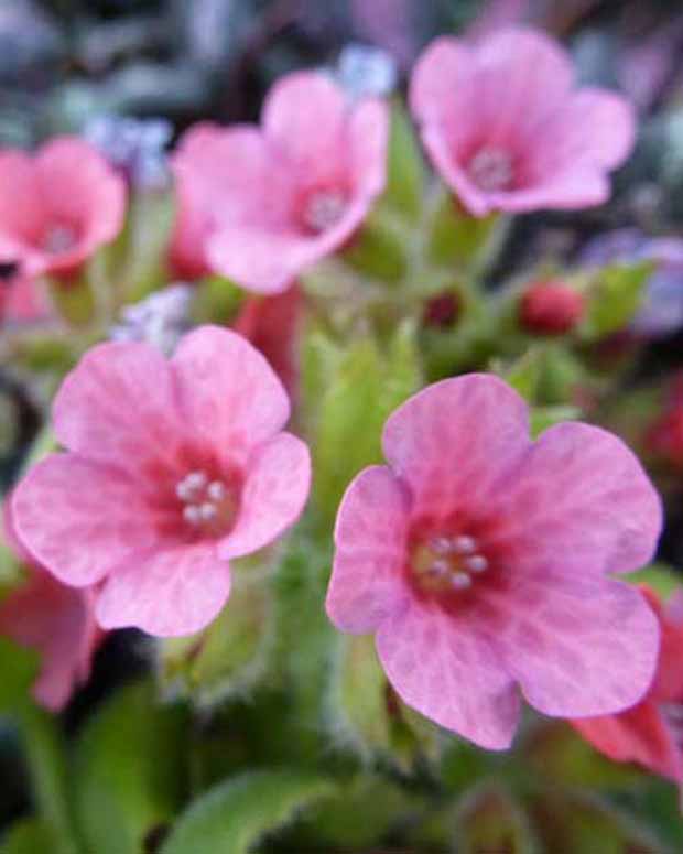 Pulmonaire rouge - Pulmonaria rubra - Plantes