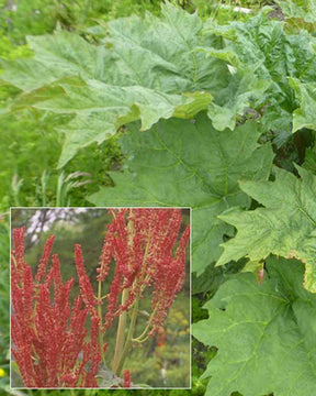 Rhubarbe palmée - Rheum palmatum var. tanguticum - Plantes