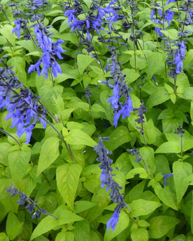 Sauge guarani Black and Blue - Salvia guaranitica black and blue - Plantes