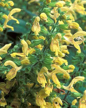 Sauge glutineuse Sauge poisseuse Ormin gluant - Salvia glutinosa - Plantes