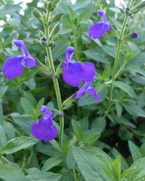 Sauge Monrovia - Salvia microphylla blue monrovia - Plantes