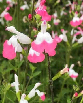 Sauge arbustive Pink lips - Salvia microphylla jeremy pink lips - Plantes