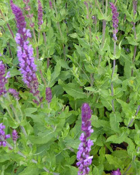 Sauge des bois Amethyst - Salvia nemorosa amethyst - Plantes