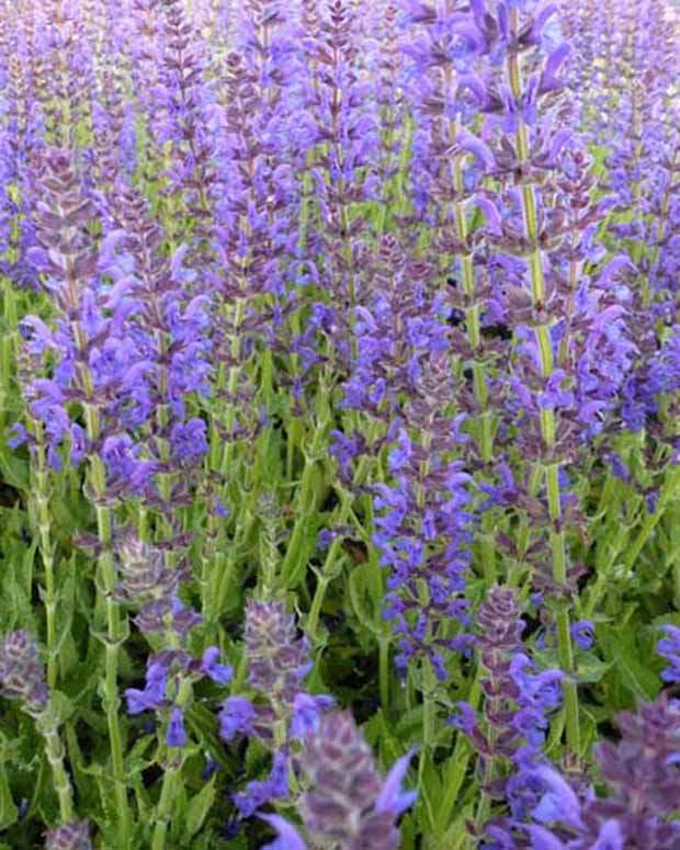 Sauge des bois Rügen - Salvia nemorosa rügen - Plantes