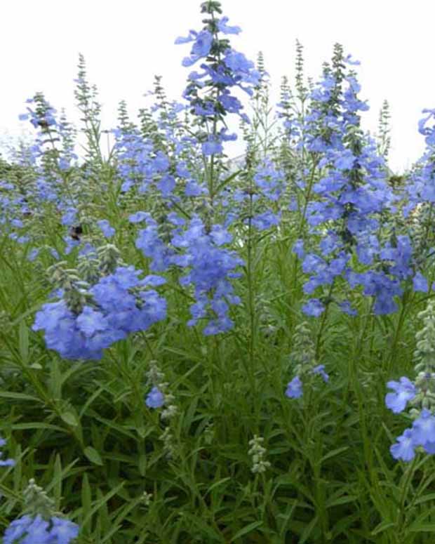 Sauge des marais African Skies - Salvia uliginosa african skies - Plantes