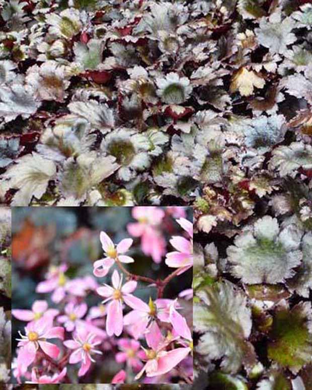 Saxifrage à feuilles noires Black Ruby - Saxifraga cortusifolia black ruby - Plantes