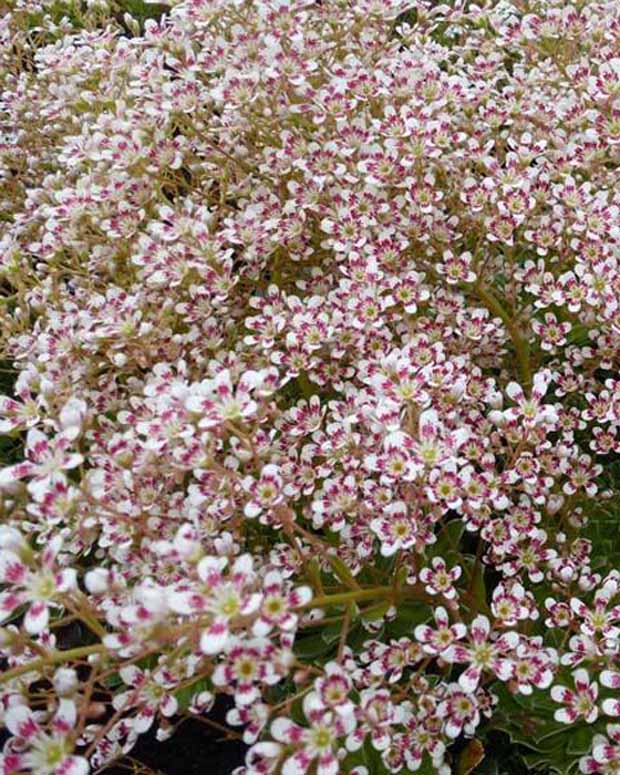 Saxifrage Southside Seedling - Saxifraga cotyledon southside seedling - Plantes