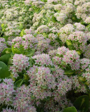 Orpin Mediovariegatum Hylotelephium Variegatum - Sedum alboroseum mediovariegatum - Plantes