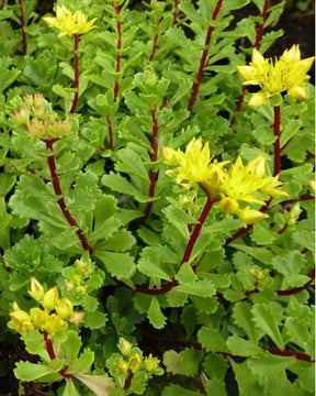 3 Sedum Weihenstephaner - Sedum floriferum weihenstephaner gold - Plantes