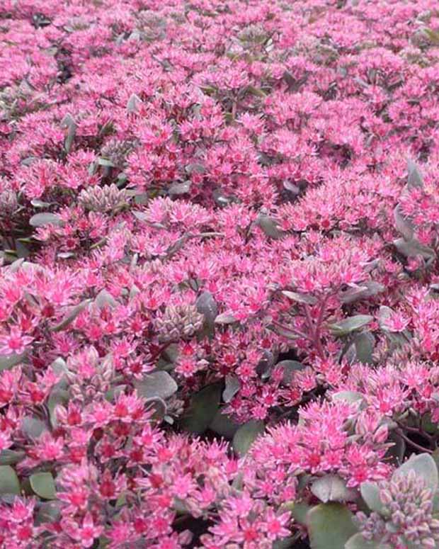 Orpin Bertram Anderson Hylotelephium Bertram Anderson - Sedum bertram anderson - Plantes