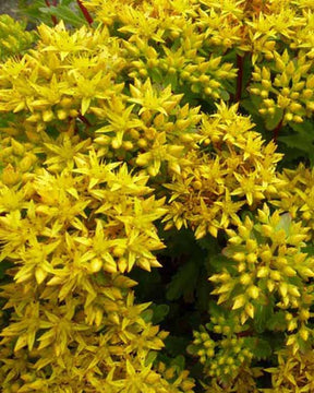 3 Sedum Immergrünchen - Sedum hybridum immergrünchen - Plantes