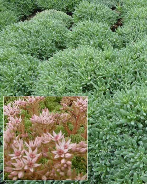 3 Sedum d'Espagne - Sedum hispanicum var. minus - Plantes