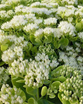 Sedum remarquable Iceberg Orpin remarquable Iceberg - Sedum spectabile iceberg - Plantes