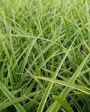 Laîche du Japon Gilt - Carex morrowii gilt - Plantes