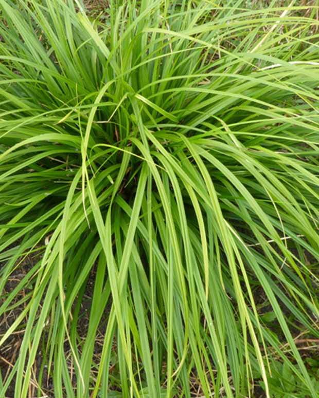 Laîche du Japon Mosten - Carex morrowii mosten - Plantes