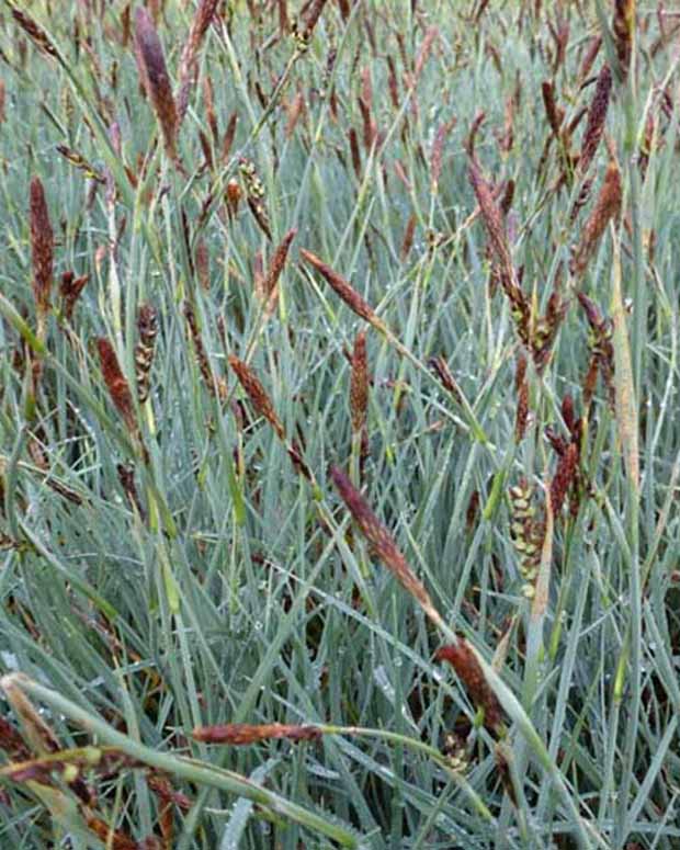 Laîche faux-panic - Carex panicea - Plantes