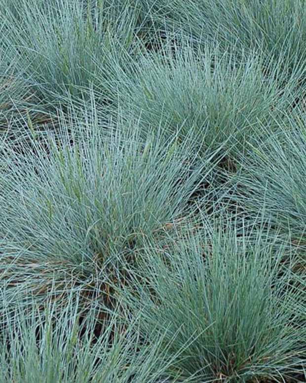 3 Fétuques bleues Zwergenkönig - Festuca glauca zwergenkönig - Plantes