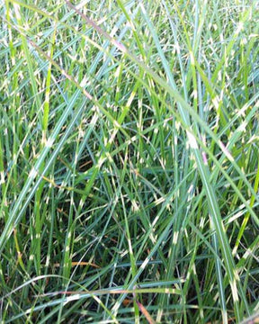 Eulalie Pünktchen Roseau de Chine - Miscanthus sinensis pünktchen - Plantes