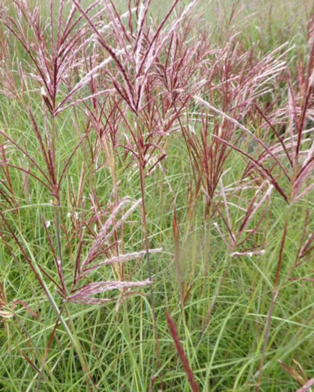 Eulalie Red Chief Roseau de Chine - Miscanthus sinensis red chief - Plantes