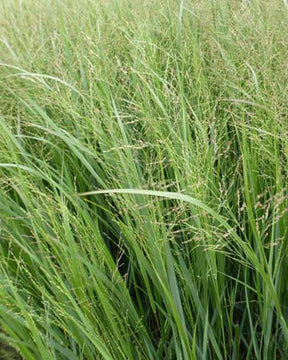 Panic érigé Thundercloud - Panicum virgatum thundercloud - Plantes