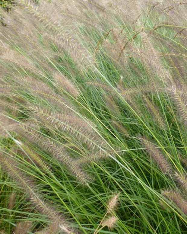 Herbe aux écouvillons Herbstzauber - Pennisetum alopecuroides herbstzauber - Plantes