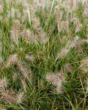 Herbe aux écouvillons Little Honey - Pennisetum alopecuroides little honey - Plantes