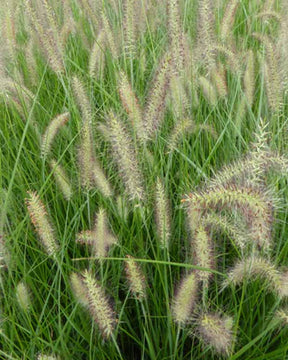 Herbe aux écouvillons Magic - Pennisetum alopecuroïdes magic - Plantes