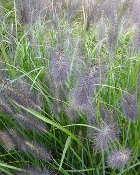 Herbe aux écouvillons National Arboretum - Pennisetum alopecuroides national arboretum - Plantes