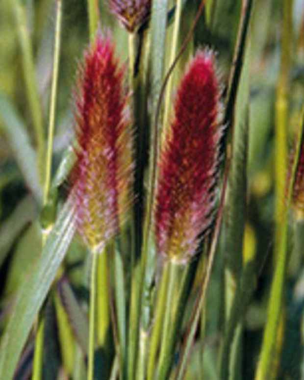 Herbe aux écouvillons de Thunberg Red Buttons - Pennisetum thunbergii red buttons (massaicum) - Plantes