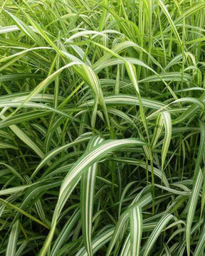 Ruban de bergère Luteopicta - Phalaris arundinacea luteopicta - Plantes