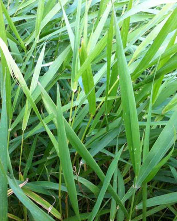 Phalaris-roseau Baldingère - Phalaris arundinacea - Plantes