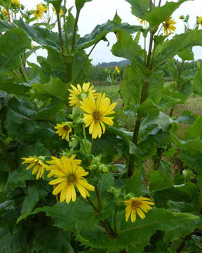 Silphe perfolié - Silphium perfoliatum - Plantes