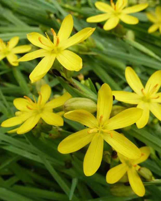 3 Bermudiennes de Californie - Sisyrinchium californicum (brachypus) - Plantes