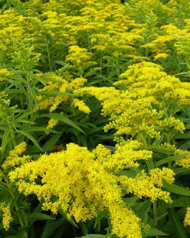 3 Solidago Golden Dwarf - Solidago golden dwarf - Plantes