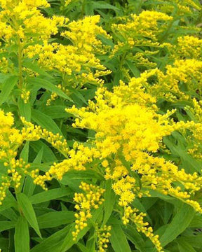 3 Solidago Strahlenkrone - Solidago strahlenkrone - Plantes