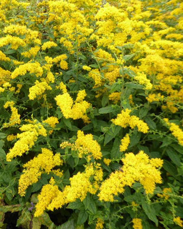 Solidago rugosa Verge d'or rugueuse - Solidago rugosa - Plantes