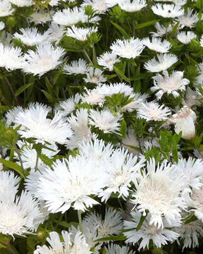 Bleuet d'Amérique Stokesia laevis Träumerei - Stokesia laevis träumerei - Plantes