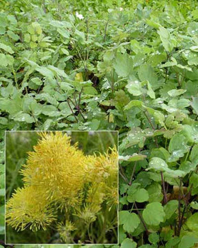 3 Pigamons jaunes à feuilles bleutées - Thalictrum speciosissimum - Plantes